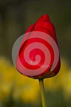 Red tulip against green and yellow background