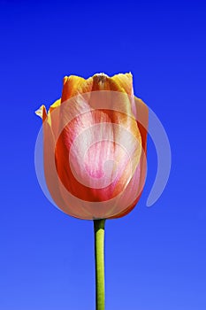 Red Tulip Against the Sky