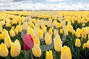 Red tulip along a field with many yellow ones