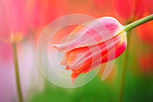 Red tulip on the background of green grass close-up.