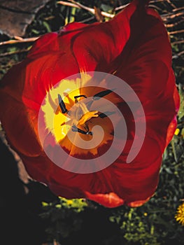 Red Tulip on the background of an old hut