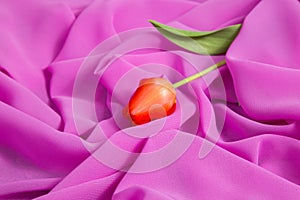 Red tulip on a background of pink soft thin fabric lined