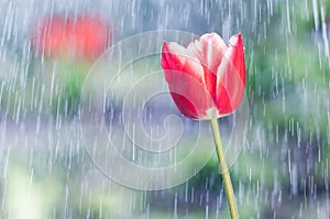Red tulip on the background of tracks of rain drops