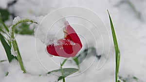 A red tulip bent under the weight of snow - natural anomaly