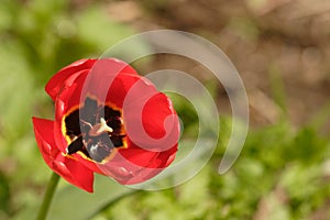 Red tulip with black core and yellow pistil on a blurry background. Place for text.