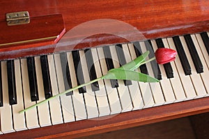 Red tulip on the black and white keys of piano