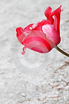 Red tulip in bloom in early spring