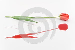 red tulip in bloom on a white surface with tulip shapes