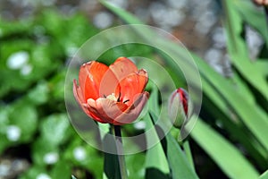 Red tulip blooming in the spring sunshine