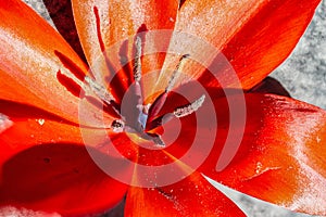 Red tulip blossom as a macro shot