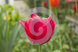 Red tulip blossom with blurry green background and tulips - Tulipa