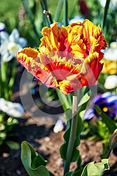 Red tulip blossom with a yellow border and a blurred background in spring