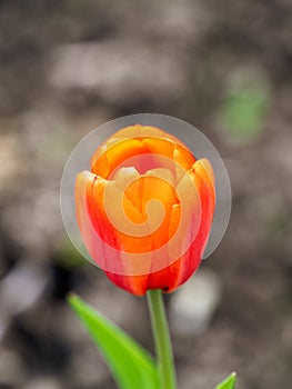 Red tulip with blurry background in sunset