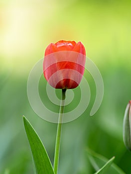 Red tulip with blurry background in sunset