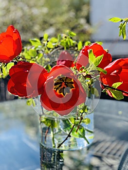 Red tulip bouquet with birch twigs