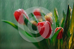Red tulip in a bouquet of the same flowers. Water drops fall on the flowers
