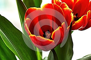 Red tulip bud core