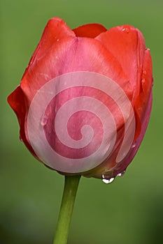 Red Tulip Bud with Rain Drops