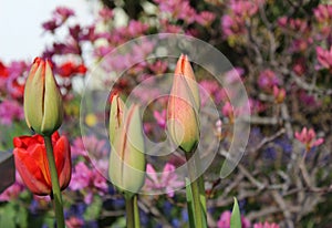 Red tulip buds with the other spring flowers in a garden