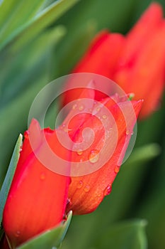 red tulip buds with water drops and green leaves close-up