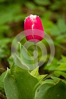 Red tulip close in green lovely foliage with morning dew