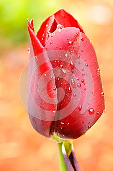 Red tulip close-up