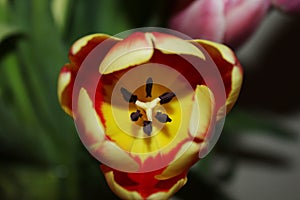 Red tulip close up