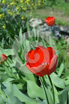 Red tulip close up