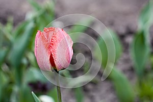 Red tulip photo