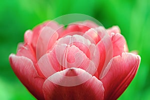 Red tulip close-up