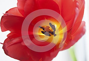 Red tulip close-up