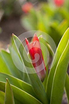 Red tulip close up blooming in spring