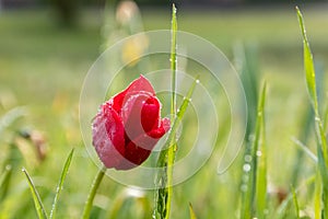 Red tulip close up full of humid droplets