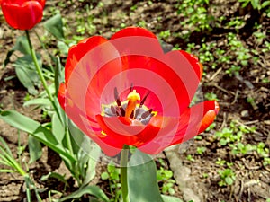 Red tulip close up