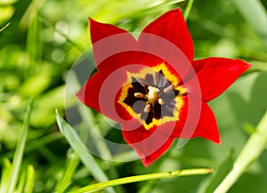 Red tulip close-up