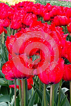 Red tulip close-up with white dots. against dirst and weeds