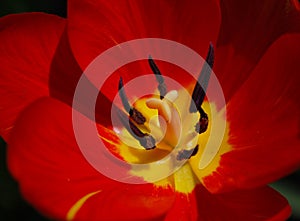 Red Tulip Closeup