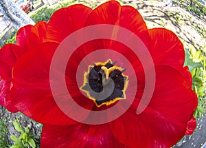 Red tulip closeup, tulip stamen and petals