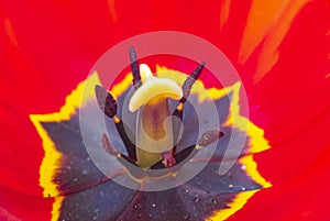 Red tulip closeup, tulip stamen and petals