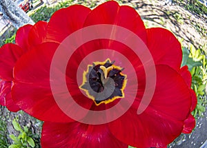 Red tulip closeup, tulip stamen and petals