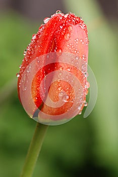 Red tulip covered with raindrops