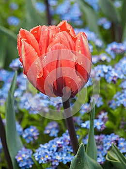 Red tulip covered in raindrops