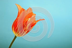 Red tulip on cyan background