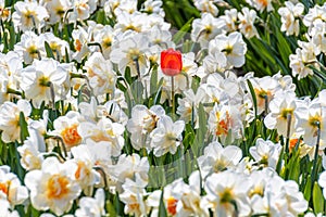 Red tulip in daffodil field