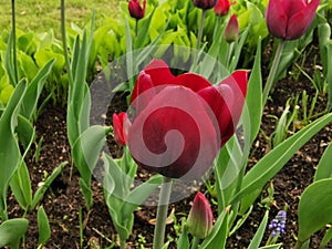 A red tulip with dark streaks on the outer side of the petal on a bed of green leaves. The festival of tulips on Elagin Island in