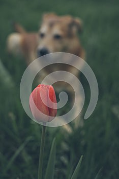 Red tulip with a dog in the background