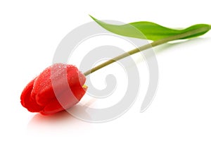 Red tulip with drops of dew