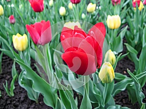 Red tulip of Eldorado on a spring flowerbed.