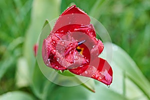 A red tulip enveloped in raindrops.Red tulip ending in bloom