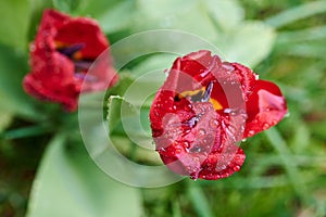 A red tulip enveloped in raindrops.Red tulip ending in bloom